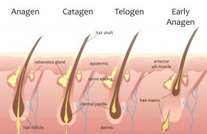 Hair Growth Tips